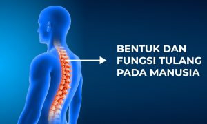 Macam-Macam Jenis Tulang pada Manusia Beserta Fungsinya – Materi Biologi Kelas 8 SMP