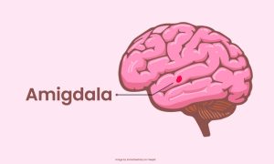 Mengenal Amigdala, Bagian Otak yang Merespon Rasa Takut